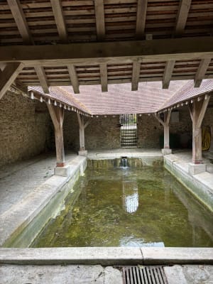 Forêt Ferrières-en-Brie - Patricia - 6
