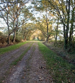 Marais de Brière et moulins dans les prés - séverine - 2