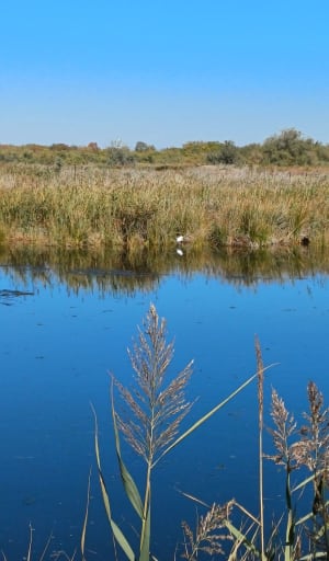 Le tour des marécages, entre étang et mer autour d'Agde - CHRISTEL - 7