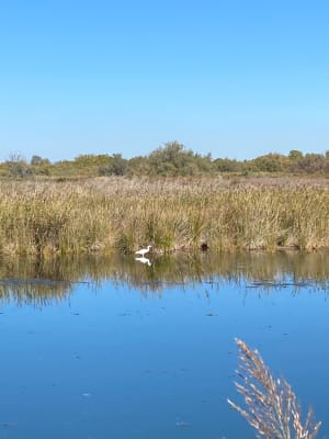 Le tour des marécages, entre étang et mer autour d'Agde - Anne - 5
