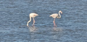 Salin-de-Giraud en een kleurrijke reis naar de Camargue - Jean francois - 2