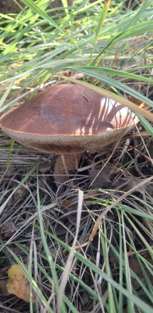 Petite balade dans la forêt de Notre-Dame - Patrick - 3