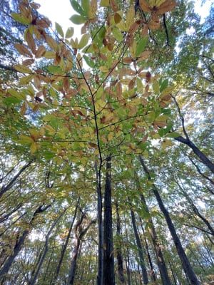 Balade dans la forêt de Meridon - Salma - 6