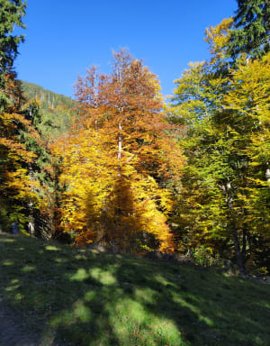 Les Epines Blanches de Praz-sur-Arly - MARTINE - 2