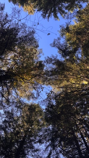 Echappée en forêt de Gérardmer et cascades mélodieuses - Oceane - 5