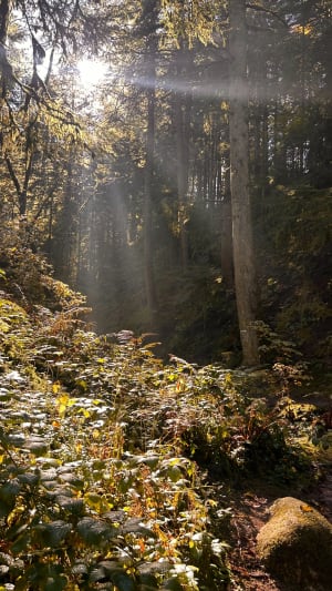 Echappée en forêt de Gérardmer et cascades mélodieuses - Oceane - 6