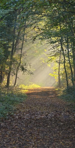 Forêt de Verrières le Buisson - Pascale - 6