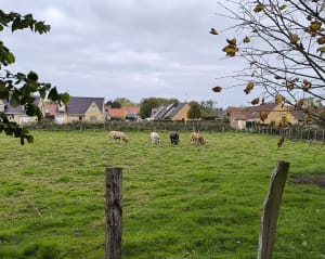 P’tit tour de Guyvelde - Alexandre - 3