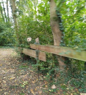 Promenade autour de Le Quesnoy par Villereau - Valerie - 10