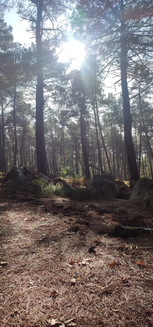 Chemin de randonnée du Rocher d'Avon, numéro 10 de Fontainebleau - michael - 5