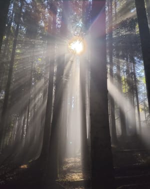 Forêt entre theys et les adrets: redescende par theys - William - 6