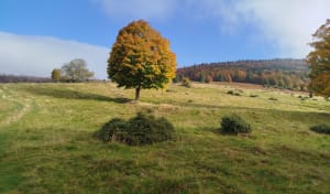 Balade dans la forêt du Lauchen - Thierry - 6