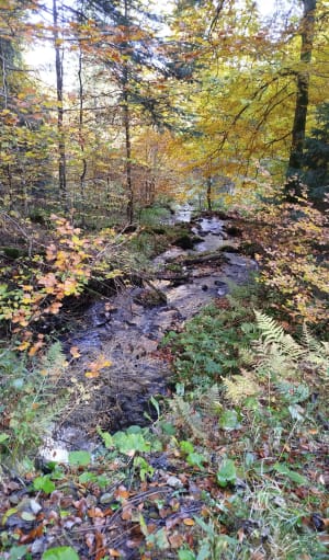 Balade dans la forêt du Lauchen - Thierry - 7