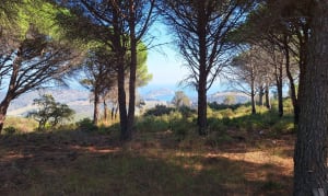 Col de Collebasse vers Gigaro et Les Brouis par pistes forestières - Claude - 7