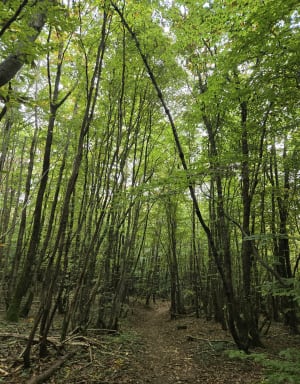 De bossen van Sennecé-lès-Mâcon - Benoit - 2