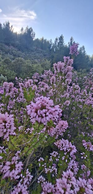 Vallon Ricard - Florence - 2