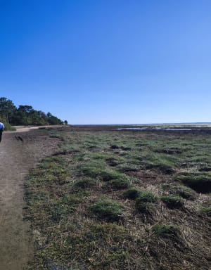 Een korte wandeling door de quincunxen - Carine - 8