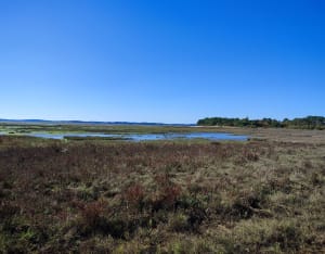Een korte wandeling door de quincunxen - Carine - 10