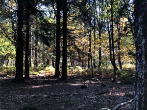Sentier du souvenir - Coralie - 3