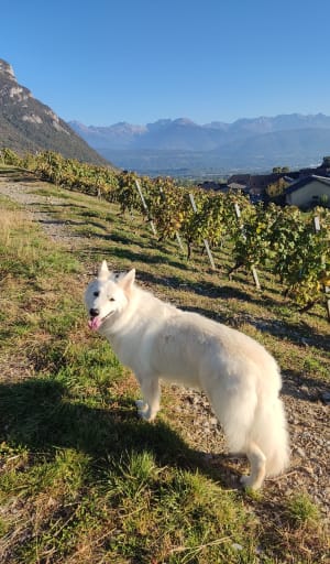 Mont Ronjou et vignobles savoyards - Saint-Jeoire-Prieuré - 2