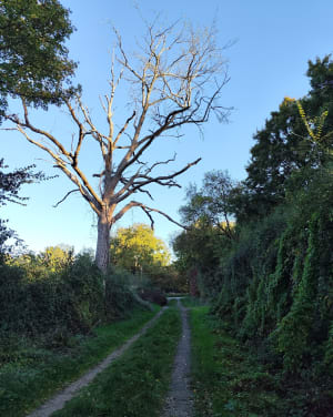 Les Haras et les Chemins Creux de Soulaire et Bourg - aurelie - 7