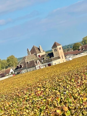 La côte dorée du Clos Vougeot à Morey-Saint-Denis - Alain - 12