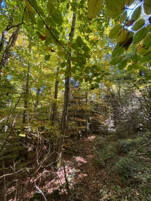Plateau du Grand Ratz et bain de nature près de Voiron - ISABELLE - 6