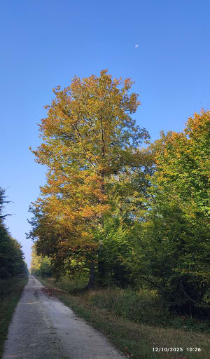 Promenade famille en forêt de Villefermoy - Etienne - 2