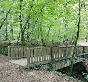 Forêt de Fougères - steven - 3