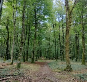 Forêt de Fougères - steven - 2