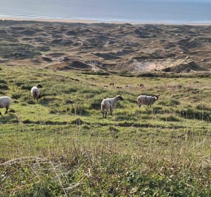 Haut des dunes de Biville avec vue panoramique sur la mer - La Hague - 2