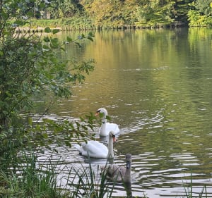 Randonnée de Moret sur Loing - Moret-Loing-et-Orvanne - 2