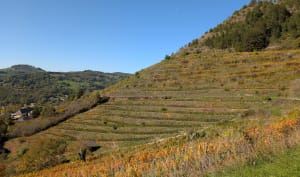 Sentiers viticoles et vue sur vallons - elise - 4