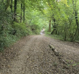 Petite balade dans les bois et dans Bressolles. - Bressolles - 2