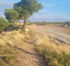 Balade sur les hauteurs de Vitrolles - Vitrolles - 2