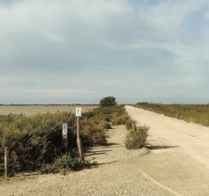 Gravel...à Saintes-Maries-de-la-Mer et Etang de la Vignolle - Alexandre - 3