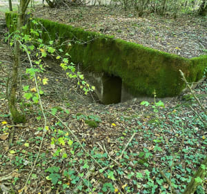 Entre champs et forêt à Courcelles sur Nied - Anna - 3