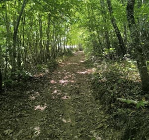 Les étangs de Châtonnay - Victor - 4