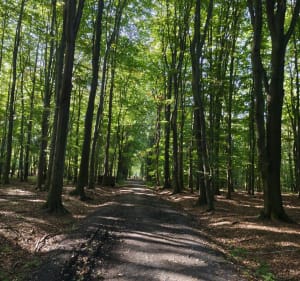 Las Maciejów Zabrze - Daniel - 5
