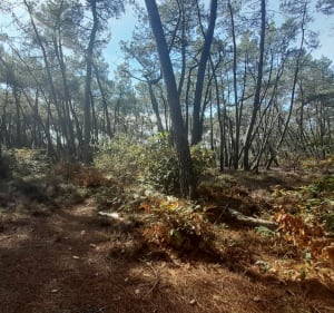 Chemin du vois de la fontaine de la Potinais et Beau Louise - Victor - 3