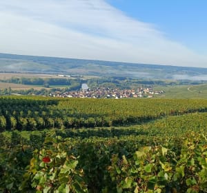 Dimanche par Hautvilliers, Ay et Cumières - Laurent - 2