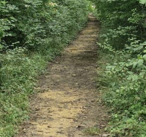 Marais de Sans fond et Saulon-la-Rue - DAVID - 5