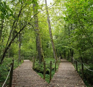 Białowieża - Agnieszka - 4