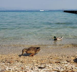 Boucle de Sirmione, entre lac et chateau - Sirmione - 4