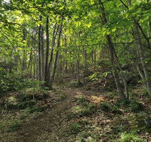 Ascension du Monte Caggio - Gilles - 3