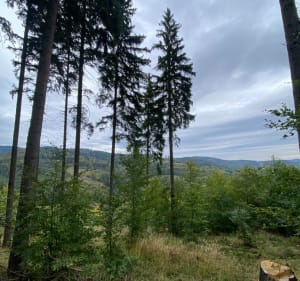 Niedamirów, Trasa piesza - Wojciech - 3