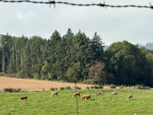 Boucle Grezieu la Varenne -Pollionnay - Jacques - 6