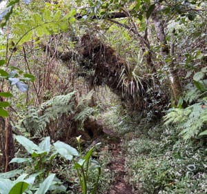 Piton de Bebour - Saint-Benoît - 2