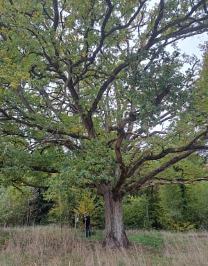 Balade du chêne des 6 frères - Nath - 3