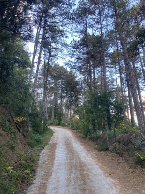 Forêt de l'Usclade - Sandrine - 4